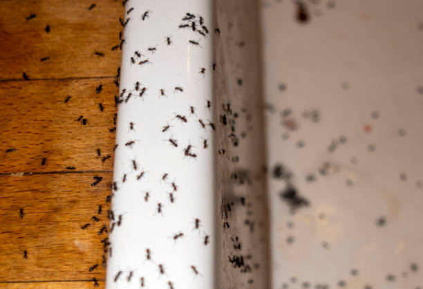 Best Ant Control Services  in Ackerman, MS